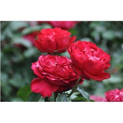 Роза чайно-гибр Травиата (малиново-красные) 1шт ЗС